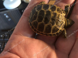 Horsfield hatchlings for sale no offers please
