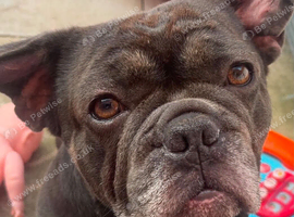 3 year old french bulldog called milo