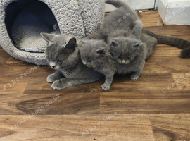 British short hair kittens