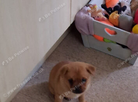 POMERANIAN/PUG PUPPY MALE