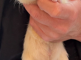 Ferret hobs