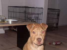 Sharpei x staff