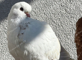 Figurines pigeon