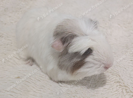 Male Baby Guinea pigs for sale