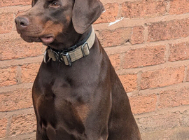 Rehoming a Female Doberman