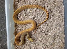 Gopher snake Female. Meeka Sonoran Gopher Snake &ndash; CB 2024