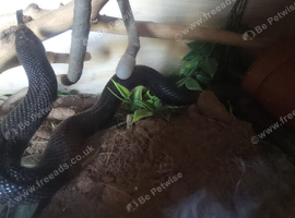 Pine snake and vivarium