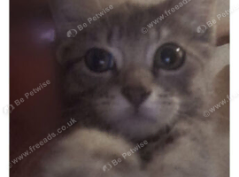 Kitten