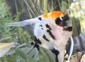 Angel fish