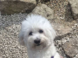 5 newborn maltese puppies all for sale
