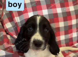 Puppies ready for new home