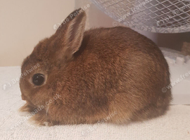 For sale baby Netherland Dwarf