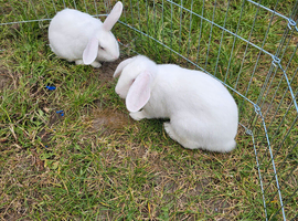 2 female rabbits