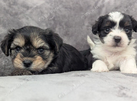 Chorkie puppies for sale