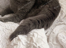 Male british shorthair