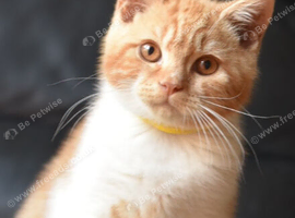 British shorthair kittens gccf reg