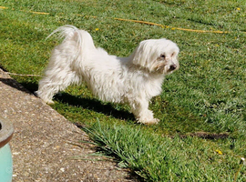 4 year old Maltese (not a cross)