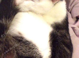 Female cat