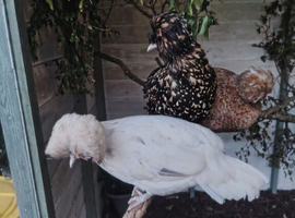 Hatching eggs from our Polish and Padovana flock