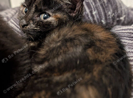 Meet lyra - Tiny Tortoiseshell with a Big Personality.