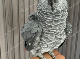 Tame and talkative African grey