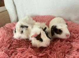 Set of 3 sisters