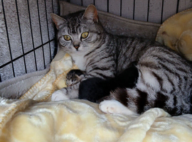 Gorgeous bengal x Persian kittens