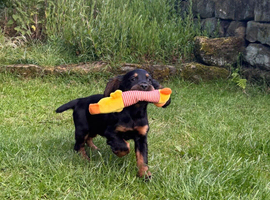Black & Tan Girl Available