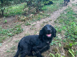 Cocker spaniel