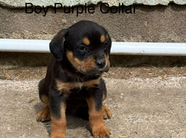 Boxer cross Rottweiler pups