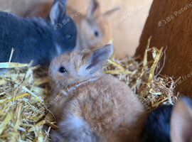 Siamese colour Baby rabbit for sale