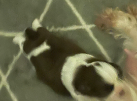 Beautiful shitzu puppies for sale