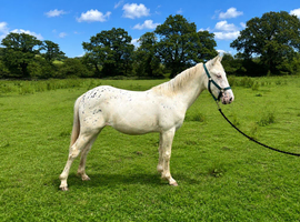 Stunning Appaloosa yearling filly