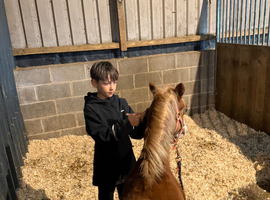 Stunning Section A Colt - Show Potential