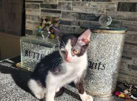 Kittens looking for forever  homes