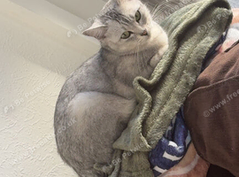Female Burmilla cat.