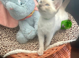 Traditional siamese 2 females