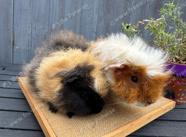 A pair of lovely boars
