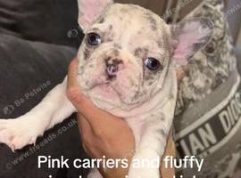 3 beautiful KC French bulldogs for sale!