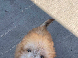 Pom jack puppy for sale