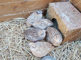 5 Female Coturnix Quails (Hens)