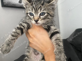Reduced!! 6 week old kittens
