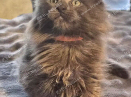 Maine coon pedigree kittens