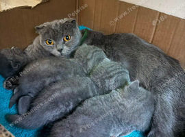British shorthair