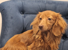 KC registered Miniature Dachshund