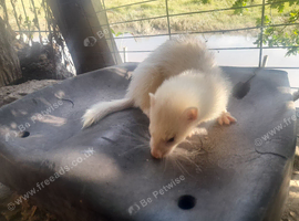 Ferret kits