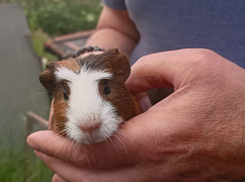 Baby guinea pigs