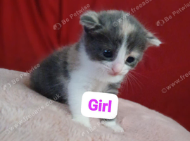 4 beautiful kittens for sale 3 girls and 1 boy