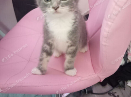 grey tabby girl