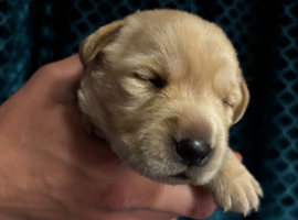 Labrador Puppies